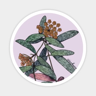 Hoya sigillatis in bloom Magnet